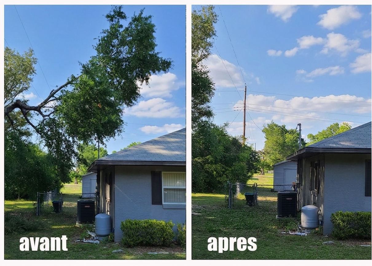 Abattage d'arbre avant et après — arbre retiré proprement